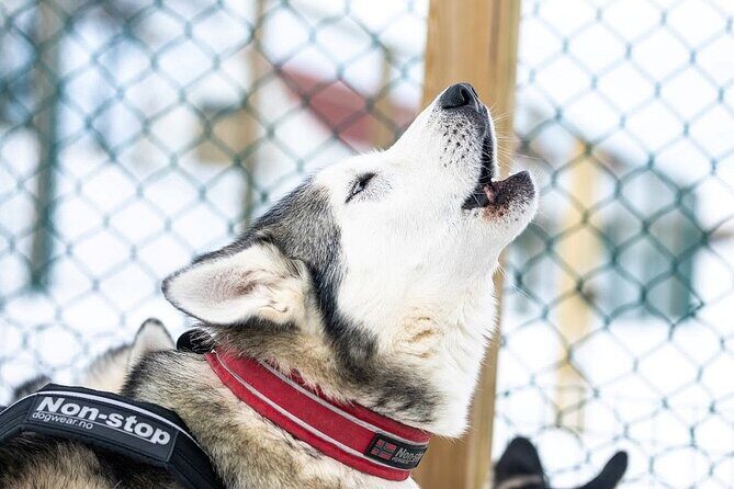 Dog Sledding Tour near Akureyri - Key things to know before you go