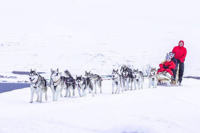 Dog Sledding Tour near Akureyri - Entering The Husky World Near Akureyri