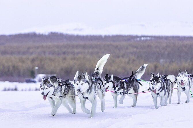 Dog Sledding Tour near Akureyri - Stop in Akureyri: Hills, Forest, and Ocean-Fjord Proximity