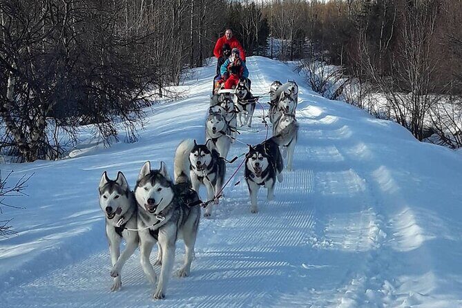 Dog Sledding Tour near Akureyri - Meet the Huskies: Cuddling Time and Real Dog Energy
