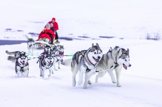 Dog Sledding Tour near Akureyri - After the Ride: Hot Drinks, House Visits, and Questions