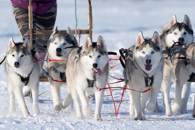 Dog Sledding Tour near Akureyri - Guides, Hosts, and the Small Details That Change Everything