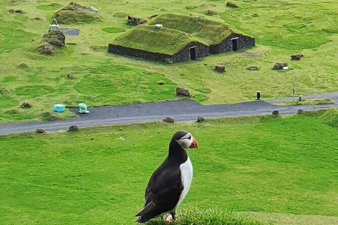 Eyjascooter Puffin Tour in Iceland - Key things I’d zero in on