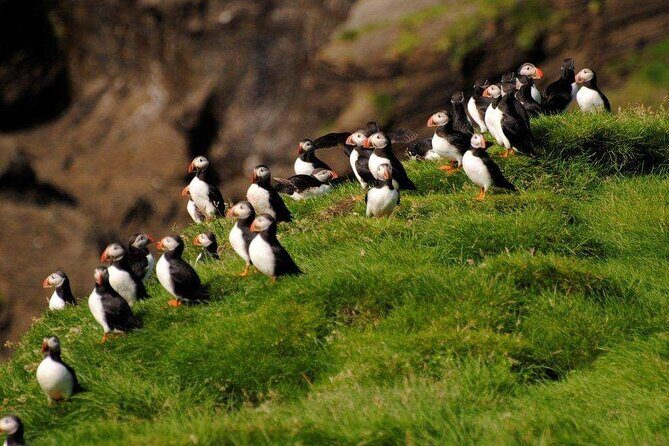 Eyjascooter Puffin Tour in Iceland - Safety briefing and gear: what you actually get
