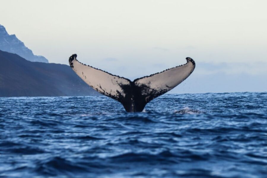 From Dalvik: Arctic Whale Watching in Northern Iceland - Key things I’d plan around