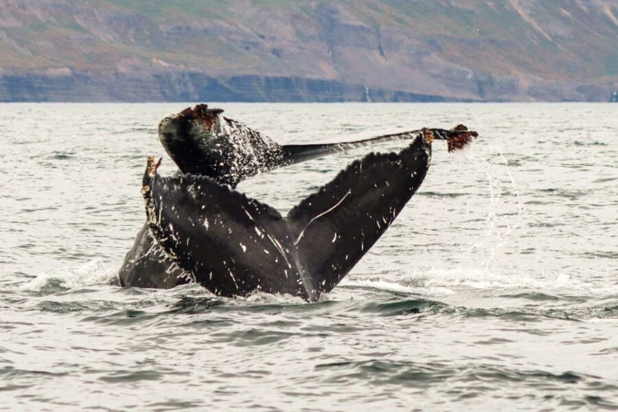 From Dalvik: Arctic Whale Watching in Northern Iceland - Quick “should I book?” checklist