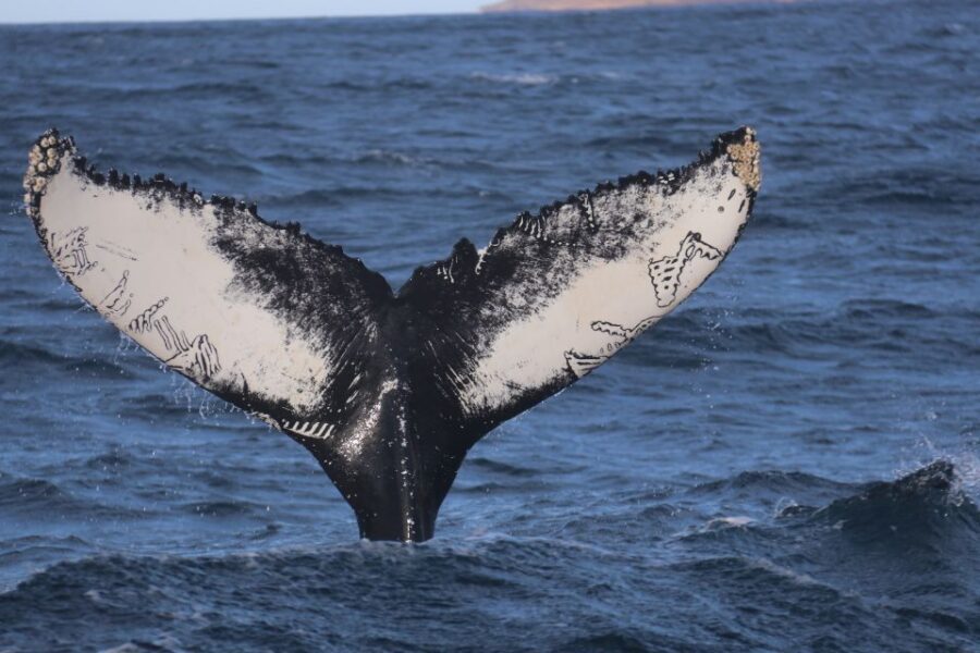From Dalvik: Arctic Whale Watching in Northern Iceland - Where the tour starts: Hafnarbraut 22 in Dalvík