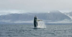 From Dalvik: Arctic Whale Watching in Northern Iceland - The 3-hour cruise rhythm in Eyjafjörður