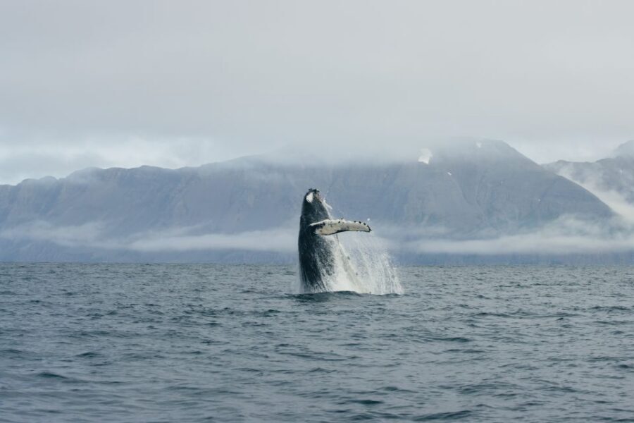 From Dalvik: Arctic Whale Watching in Northern Iceland - What wildlife you can hope to see (and why the mix helps)