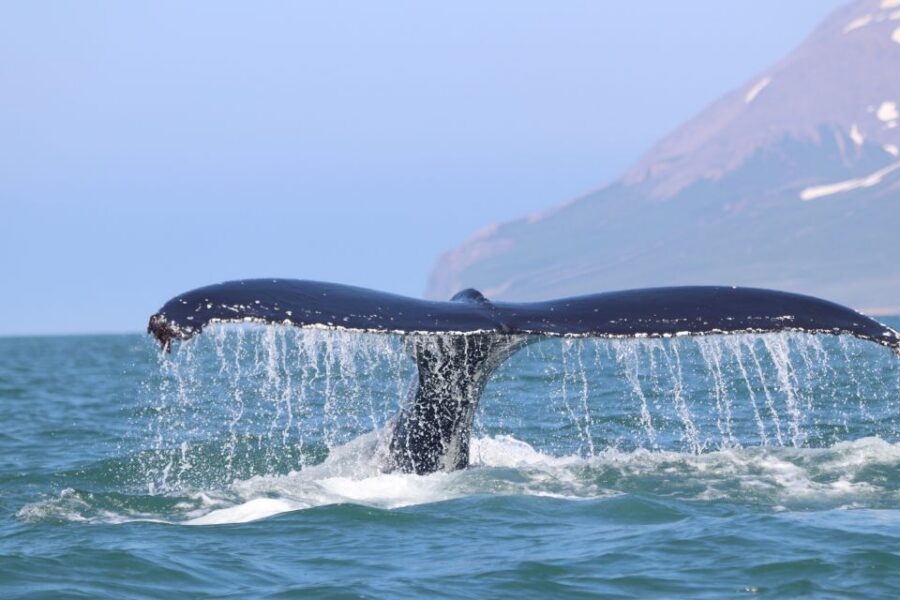From Dalvik: Arctic Whale Watching in Northern Iceland - Fjord + mountain backdrop near the Arctic Circle