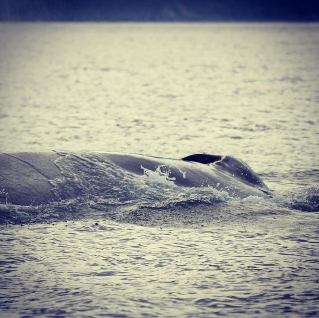 From Dalvik: Arctic Whale Watching in Northern Iceland - Comfort and clothing: the gear actually matters
