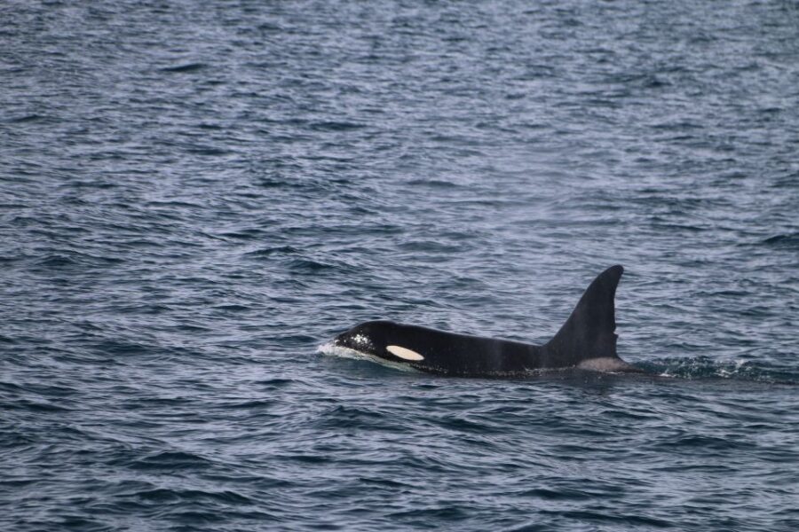 From Dalvik: Arctic Whale Watching in Northern Iceland - Guide and language support: English for spotting