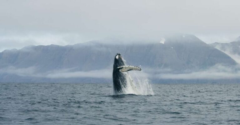 From Dalvik: Arctic Whale Watching in Northern Iceland
