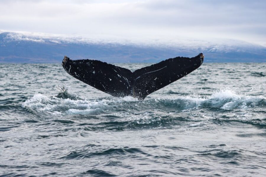 From Dalvik: Arctic Whale Watching in Northern Iceland - Price and value: is $94 a fair deal for 3 hours?