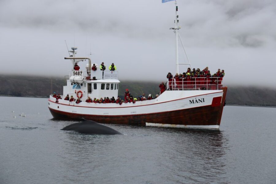 From Dalvik: Arctic Whale Watching in Northern Iceland - When this tour is a great fit (and when it’s not)
