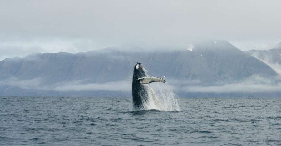 From Dalvik: Arctic Whale Watching in Northern Iceland - The 3-hour cruise rhythm in Eyjafjörður