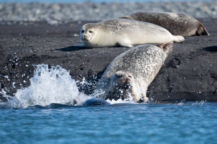 From Reykjavík: 3-Day Tour of the Wild Westfjords - Wildlife moments: puffins, seals, and arctic foxes without forcing luck