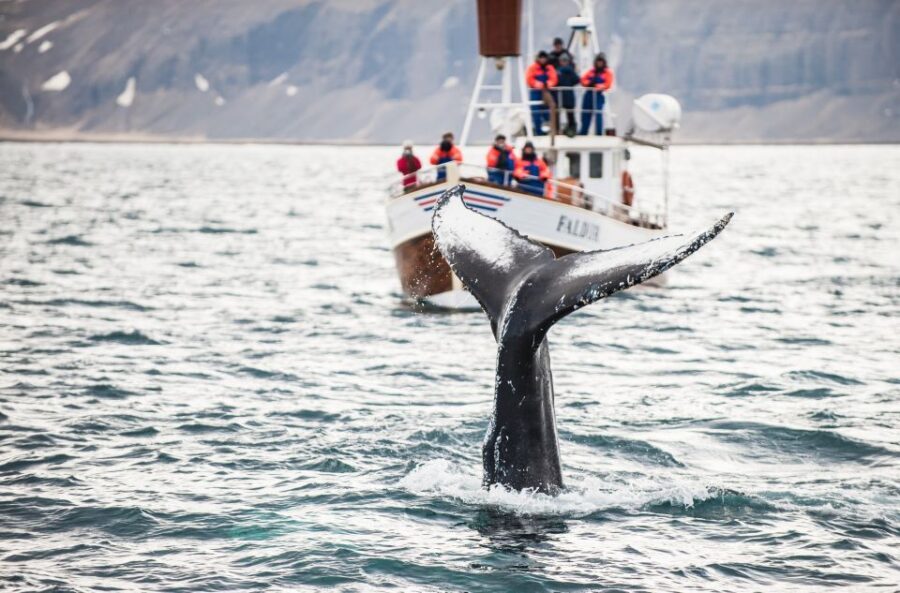 From Reykjavík: 4, 5, 6 or 7-Day Small-Group Ring Road Tour - FAQ