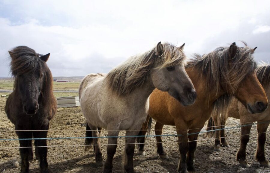 From Reykjavik: 6-Day Icelandic Ring Road Tour - Reykjavik to the Ring Road: Why This Route Works