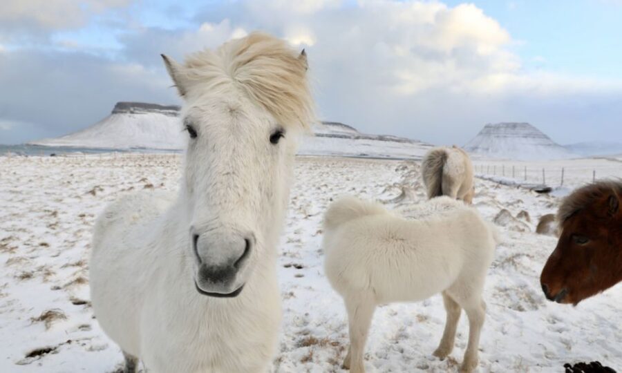 From Reykjavík: Full-day Golden Circle & Horse Riding Tour - Key takeaways before you book