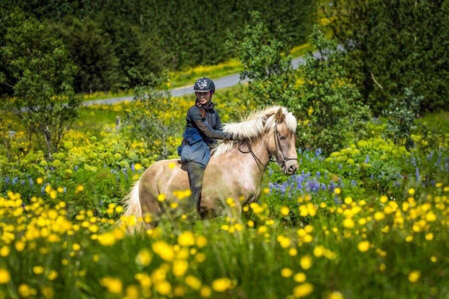 From Reykjavik: Full-Day Horse Riding & Golden Circle Tour - Riding Icelandic horses near Reykjavik: what that morning feels like