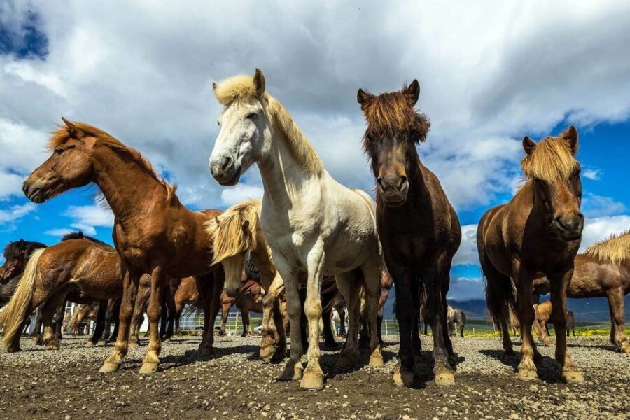 From Reykjavik: Full-Day Horse Riding & Golden Circle Tour - Weather, gear, and comfort tips that actually matter