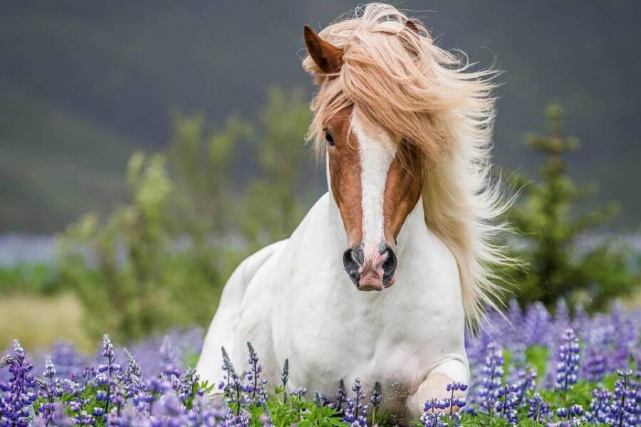 From Reykjavik: Full-Day Horse Riding & Golden Circle Tour