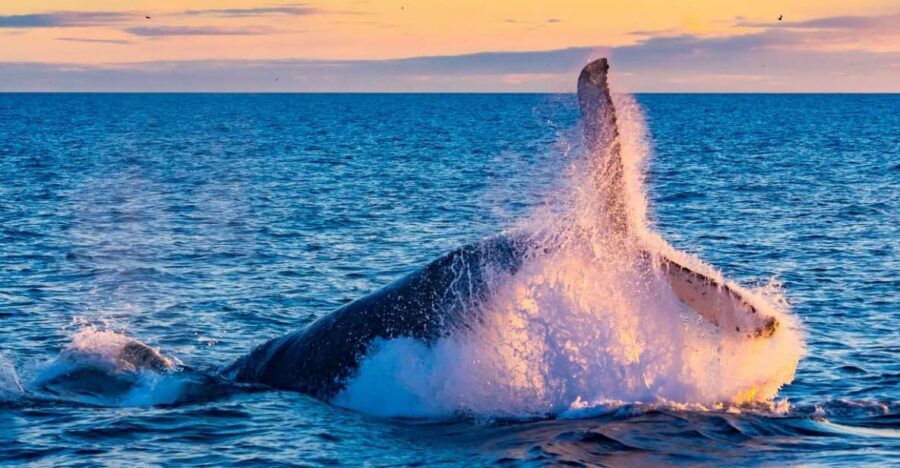 From Reykjavik: Full Day Whale Watching & Golden Circle Tour - Faxafloa Bay Whale Watching: More Than a Boat Ride