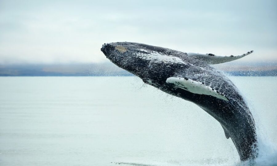 From Reykjavik: Full Day Whale Watching & Golden Circle Tour - Geysir: Multiple Eruptions in One Stop