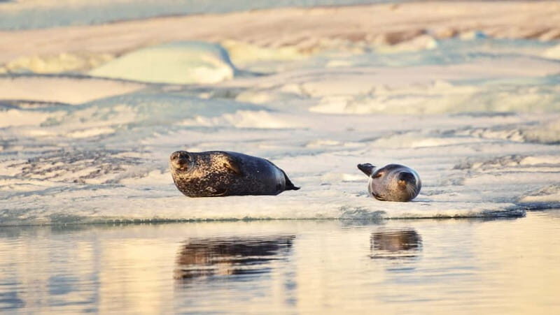 From Reykjavik: Glacier Lagoon and Fjaðrárgjúfur Canyon Tour - A Long South Coast Day That Doesn’t Feel Like Just Driving