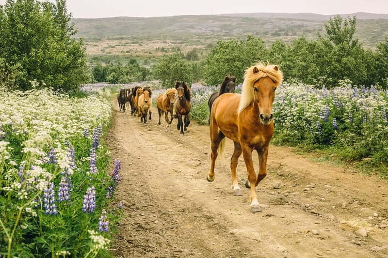 From Reykjavík: Icelandic Horse Riding Tour in Lava Fields - The tölt gait: why these horses feel so different