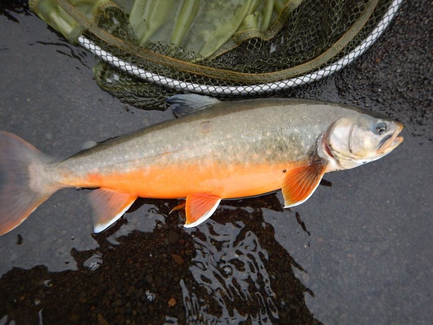 From Reykjavik: Lake and River Fishing Tour - Who This Tour Suits Best