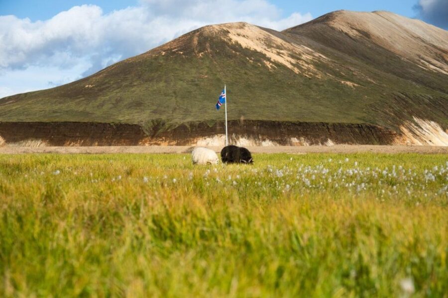 From Reykjavík: Landmannalaugar Day Hike - Guide style and group pace: why it feels safe on tough ground