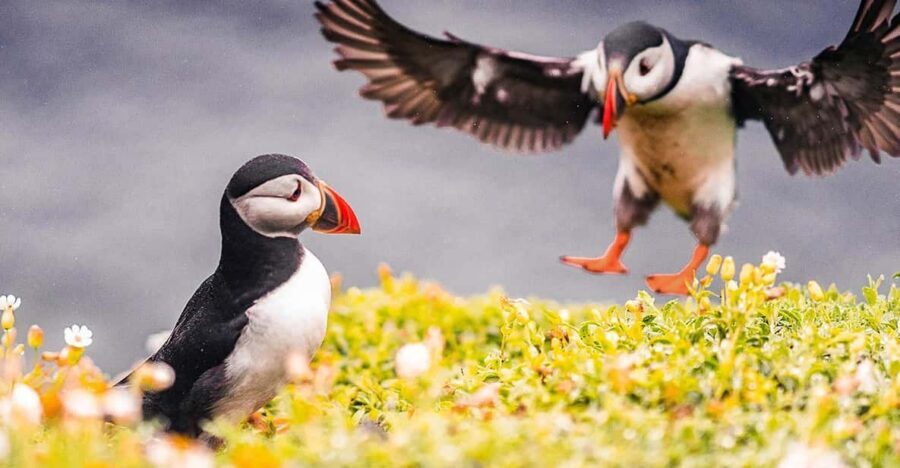 From Reykjavik: Puffin and Volcano Tour in Westman Islands - Key points worth knowing