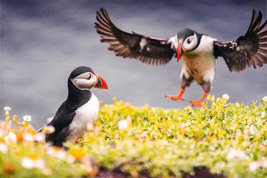 From Reykjavik: Puffin and Volcano Tour in Westman Islands - Should you book? My straight answer