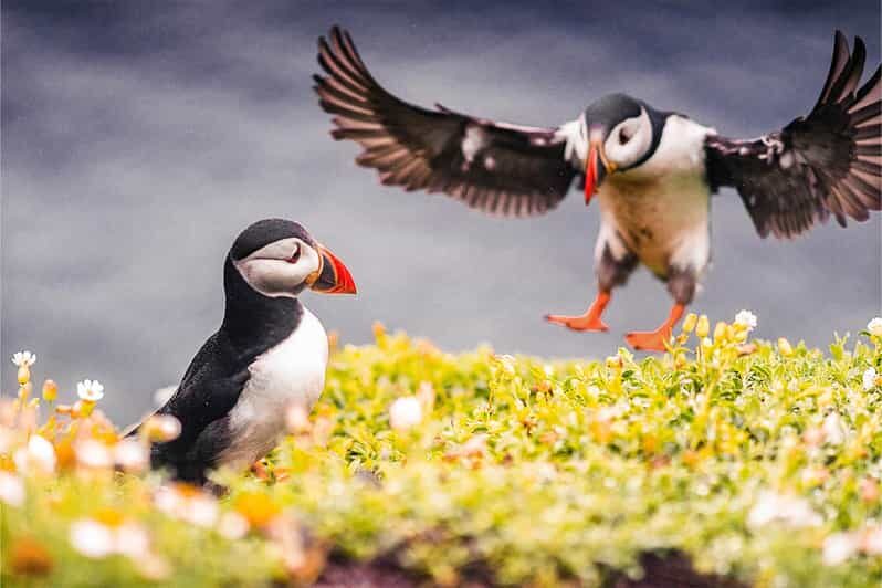 From Reykjavik: Puffin and Volcano Tour in Westman Islands - Eldheimar Museum: turning 1973 from a date into a place