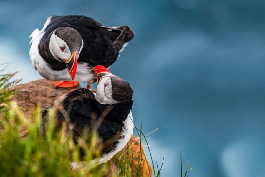 From Reykjavik: Puffin and Volcano Tour in Westman Islands - Skansinn (The Fort), Viking wood church, and harbor cliffs