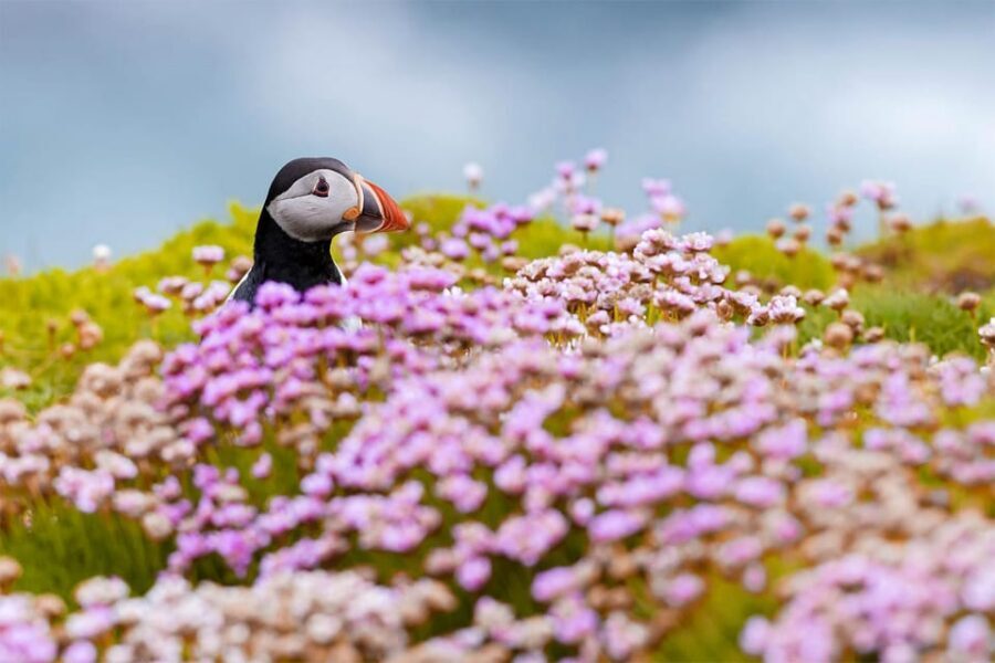 From Reykjavik: Puffin and Volcano Tour in Westman Islands - Pacing, comfort, and what to pack for this long Iceland day