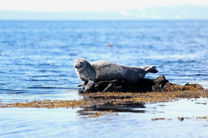 From Reykjavik: Snaefellsness Peninsula small group day tour - Key things to know before you go
