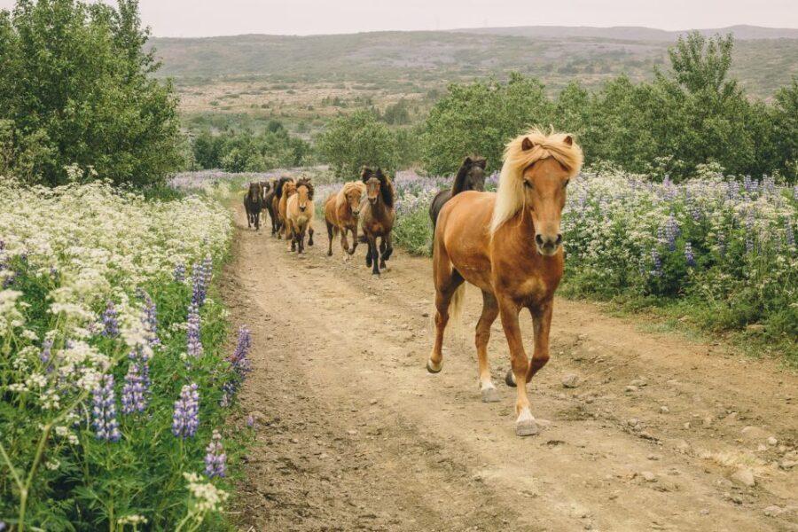 From Reykjavík: Viking Horseback Tour in Hafnarfjörður - Key things to know before you saddle up