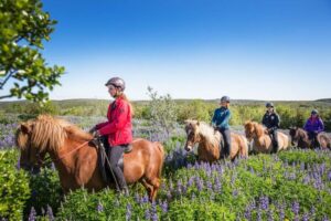 From Reykjavík: Viking Horseback Tour in Hafnarfjörður - Íshestar Stables: what happens before you ride