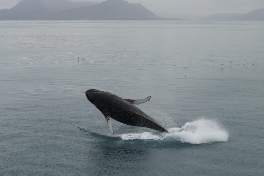 From Reykjavik: Whale Watching Tour - Quick Hits for Faxaflói Bay Whale Watching