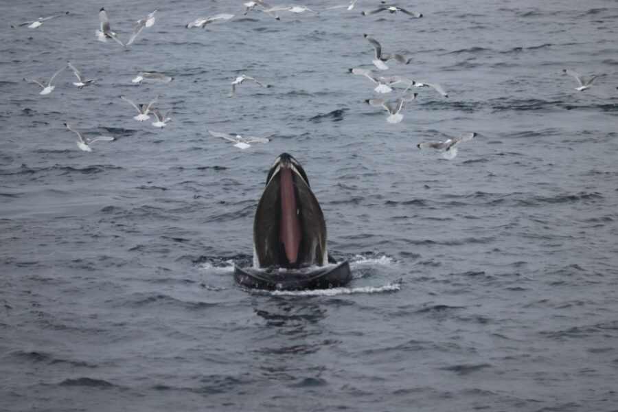 From Reykjavik: Whale Watching Tour - Price and Value for a Reykjavik Whale Tour at Around $103