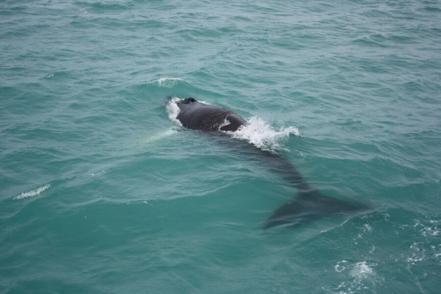 From Reykjavik: Whale Watching Tour - Getting to the Harbor: Geirsgata 11 and a Short City Start