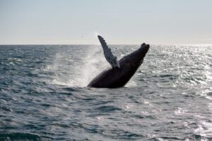From Reykjavik: Whale Watching Tour - Kollafjörður to Faxaflói Bay: The Scenic Road Map