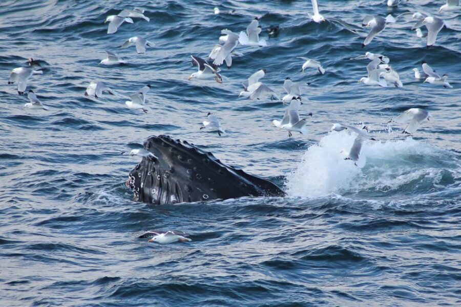 From Reykjavik: Whale Watching Tour - Onboard Comfort: Heated Cabins, Overalls, WiFi, and Toilet Access