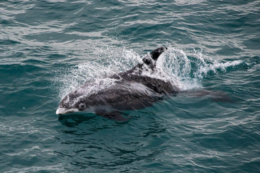 From Reykjavik: Whale Watching Tour - How the Crew Improves Your Odds in Faxaflói Bay