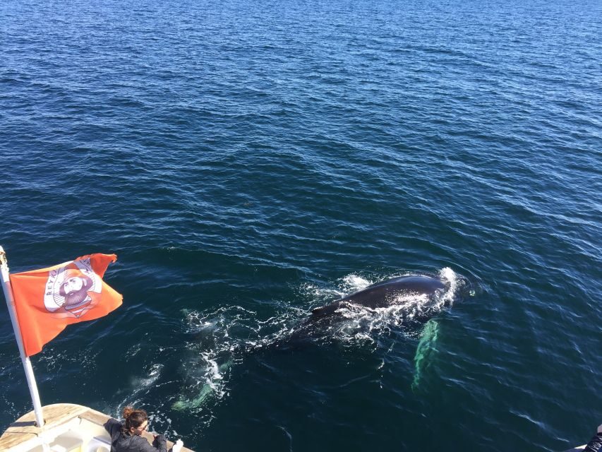 From Reykjavik: Whale Watching Tour - Meet the Guides: Funny Marine Facts and Free Photo Moments