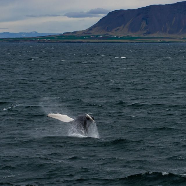 From Reykjavik: Whale Watching Tour - What You’re Likely to See: Humpbacks, Minke Whales, Dolphins, and Birds