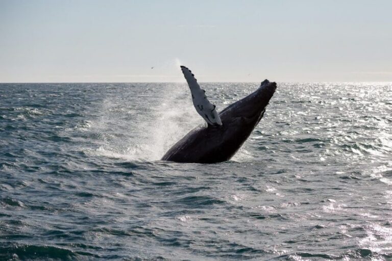 From Reykjavik: Whale Watching Tour